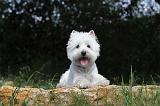 WESTIE 080